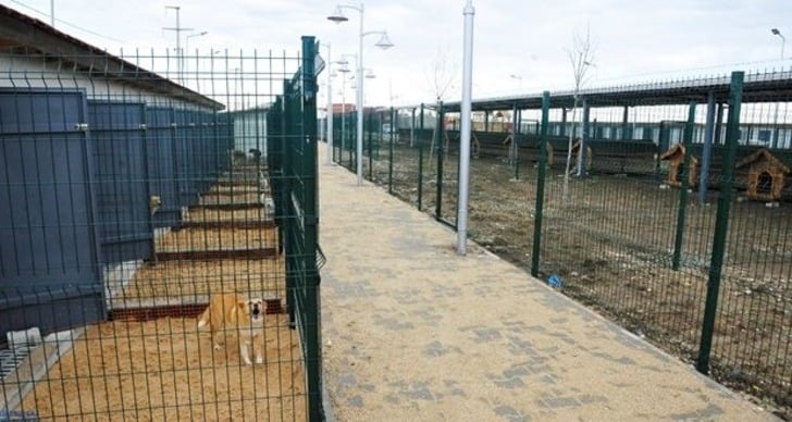Mama Bağışı Yaparak Sahipsiz Hayvan Dostlarımızı Doyurabileceğiniz 45 Barınak