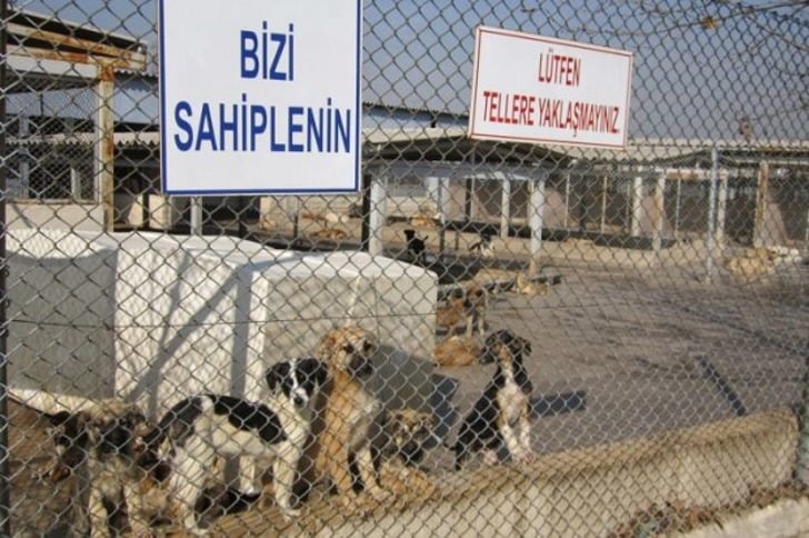 Mama Bağışı Yaparak Sahipsiz Hayvan Dostlarımızı Doyurabileceğiniz 45 Barınak