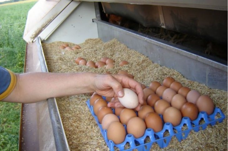 Yumurta Hakkında Mutlaka Bilmeniz Gereken Market Gerçekleri