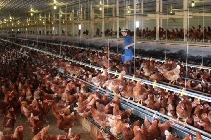 Yumurta Hakkında Mutlaka Bilmeniz Gereken Market Gerçekleri