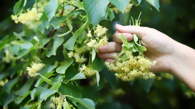 Her Eve Lazım: Ihlamur Nasıl Toplanır, Nasıl Kurutulur?