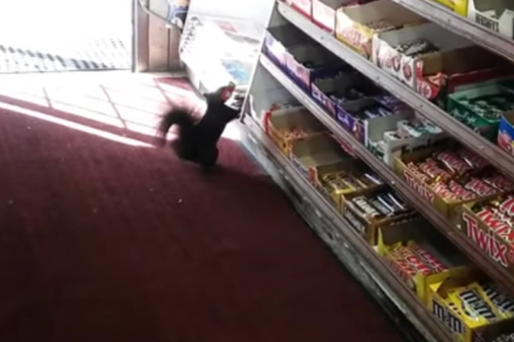 Beş Yıl Boyunca Marketten Çikolata Çalıp En Sonunda Yakalanan Sincap Kardeş