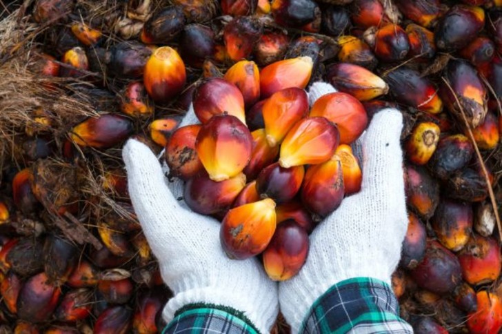 5 Maddede Çok Konuşulan Palm Yağı Hakkında Bilmeniz Gerekenler