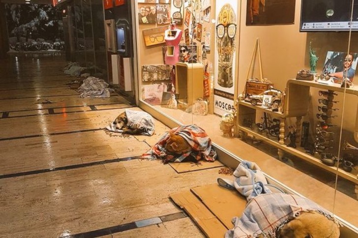Soğuk Kış Günlerinde Sokaktaki Can Dostlarımıza Kapılarını Açan 19 Güzel Esnaf
