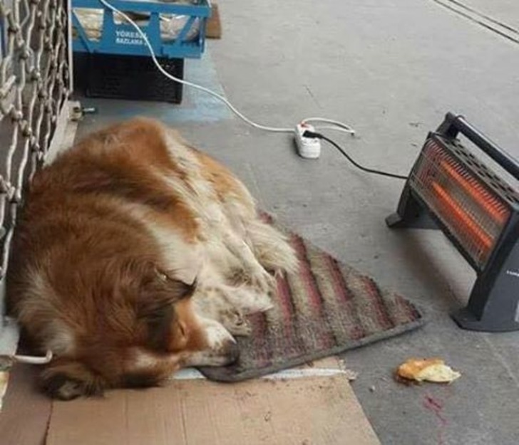 Soğuk Kış Günlerinde Sokaktaki Can Dostlarımıza Kapılarını Açan 19 Güzel Esnaf