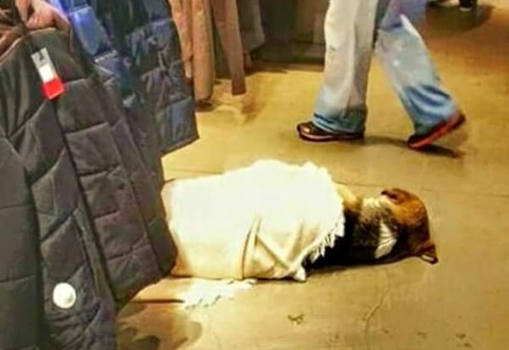 Soğuk Kış Günlerinde Sokaktaki Can Dostlarımıza Kapılarını Açan 19 Güzel Esnaf