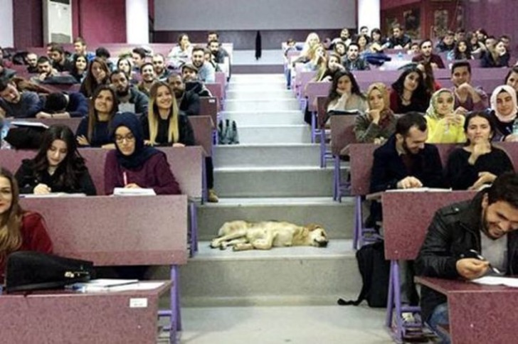 Soğuk Kış Günlerinde Sokaktaki Can Dostlarımıza Kapılarını Açan 19 Güzel Esnaf