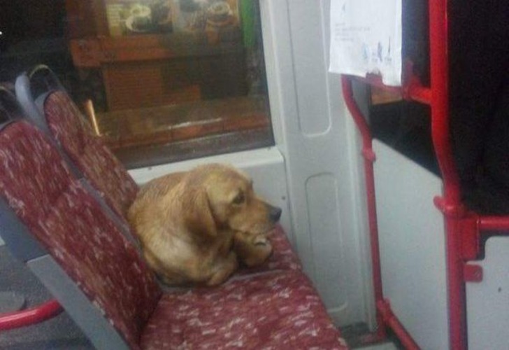 Soğuk Kış Günlerinde Sokaktaki Can Dostlarımıza Kapılarını Açan 19 Güzel Esnaf