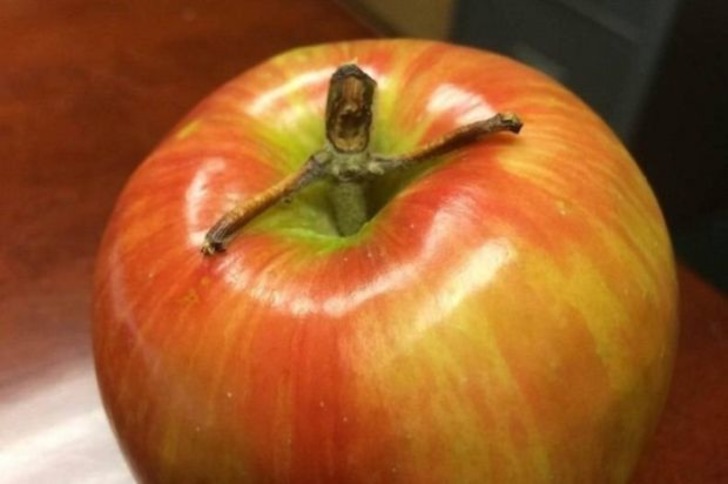 Doğanın Bizi Zaman Zaman Hunharca Trollediğinin Kanıtı 13 Fotoğraf