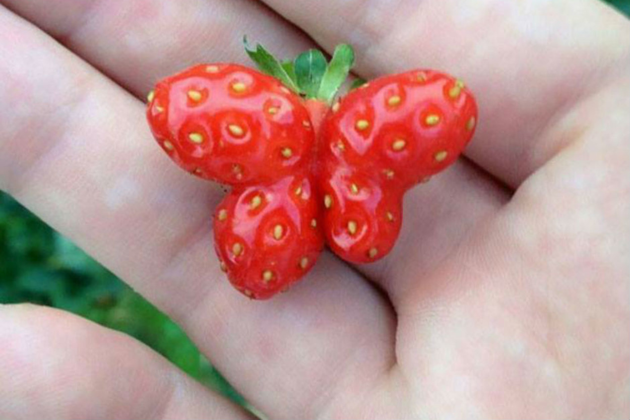 Doğanın Bizi Zaman Zaman Hunharca Trollediğinin Kanıtı 13 Fotoğraf