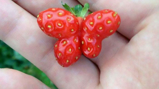 Doğanın Bizi Zaman Zaman Hunharca Trollediğinin Kanıtı 13 Fotoğraf