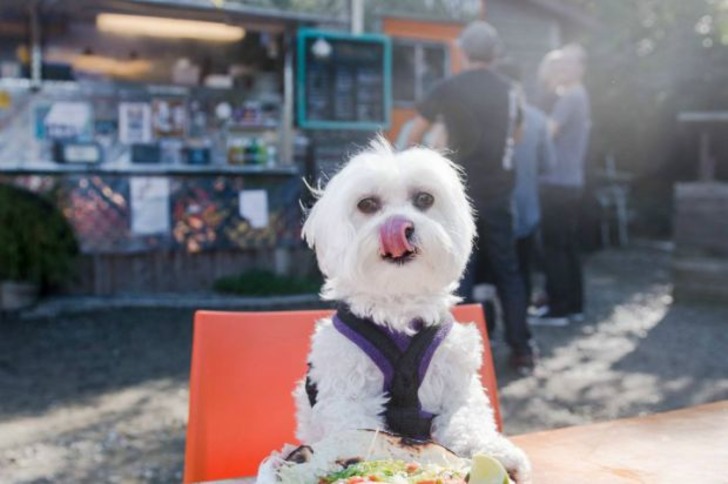 Instagram'da Tarzıyla Fark Yaratan Köpeğin Günlük Hayatından 11 Minnoş Kare