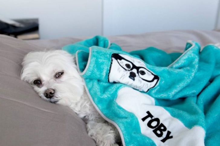 Instagram'da Tarzıyla Fark Yaratan Köpeğin Günlük Hayatından 11 Minnoş Kare