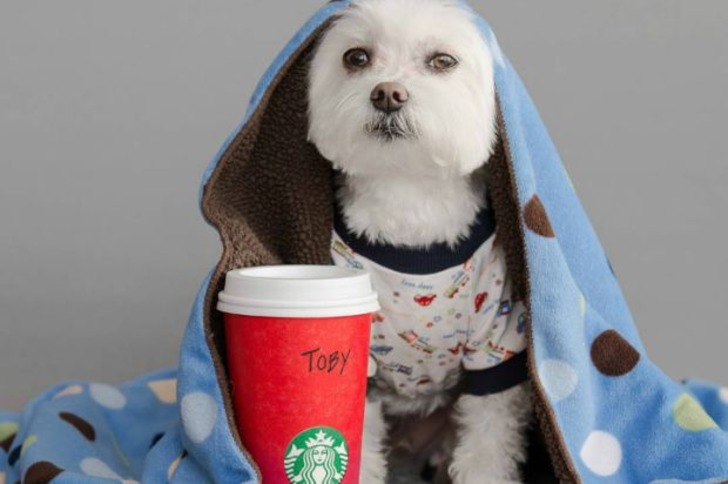 Instagram'da Tarzıyla Fark Yaratan Köpeğin Günlük Hayatından 11 Minnoş Kare