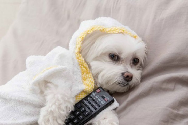 Instagram'da Tarzıyla Fark Yaratan Köpeğin Günlük Hayatından 11 Minnoş Kare