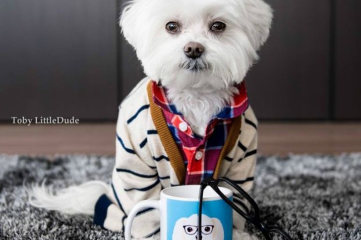Instagram'da Tarzıyla Fark Yaratan Köpeğin Günlük Hayatından 11 Minnoş Kare