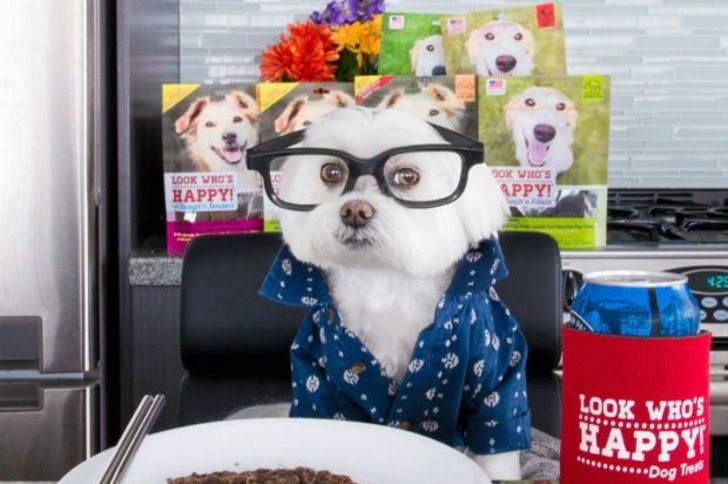 Instagram'da Tarzıyla Fark Yaratan Köpeğin Günlük Hayatından 11 Minnoş Kare
