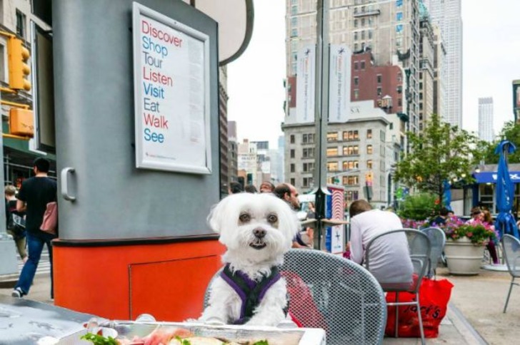 Instagram'da Tarzıyla Fark Yaratan Köpeğin Günlük Hayatından 11 Minnoş Kare