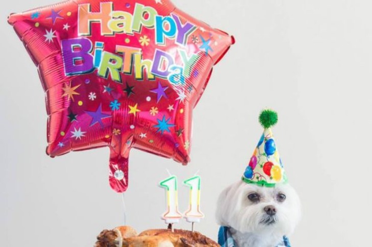 Instagram'da Tarzıyla Fark Yaratan Köpeğin Günlük Hayatından 11 Minnoş Kare