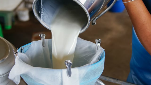 4 Maddede Açıkladık: Çiğ Süt Nedir, Zararlı Mıdır?
