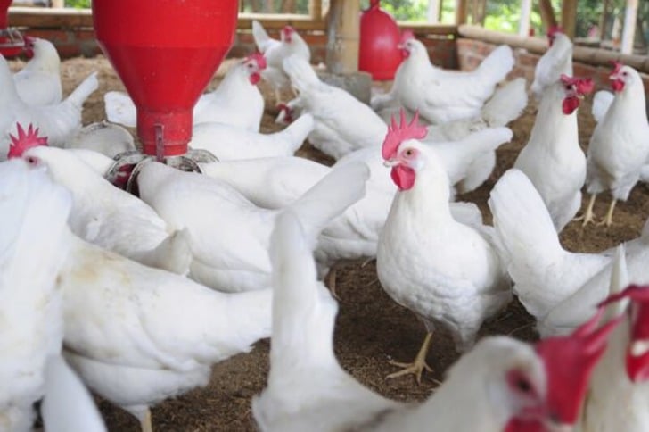 ''Artık Eve Tavuk Almıyorum'' Dedirten İddialar, Araştırmalar ve Antibiyotik Gerçekleri