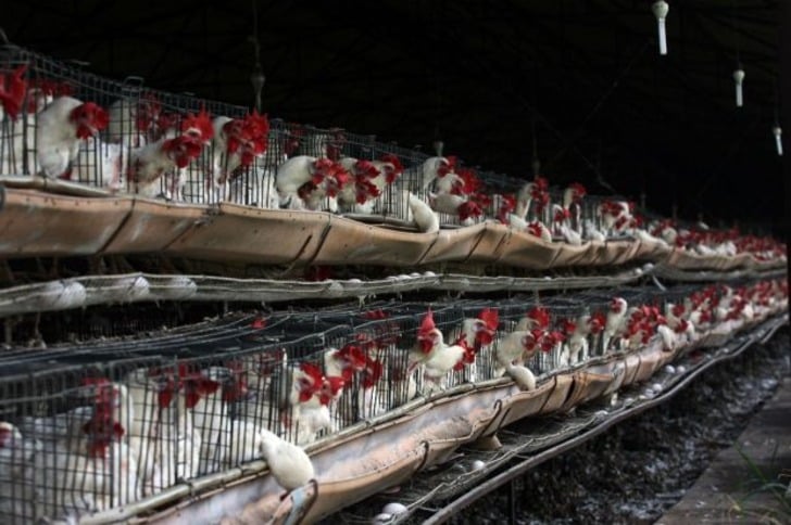 ''Artık Eve Tavuk Almıyorum'' Dedirten İddialar, Araştırmalar ve Antibiyotik Gerçekleri