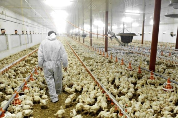 ''Artık Eve Tavuk Almıyorum'' Dedirten İddialar, Araştırmalar ve Antibiyotik Gerçekleri