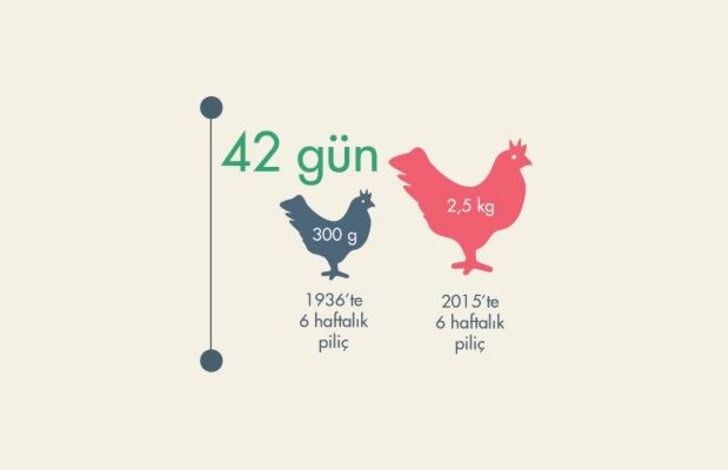 ''Artık Eve Tavuk Almıyorum'' Dedirten İddialar, Araştırmalar ve Antibiyotik Gerçekleri