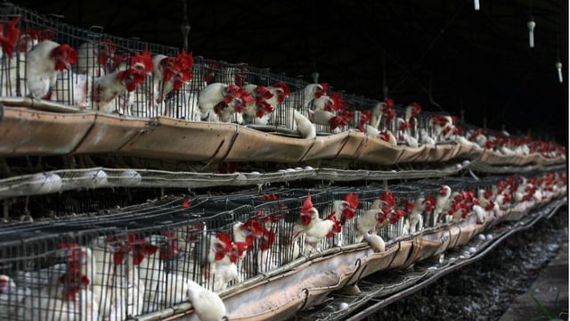 ''Artık Eve Tavuk Almıyorum'' Dedirten İddialar, Araştırmalar ve Antibiyotik Gerçekleri
