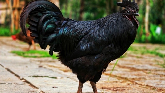 Tüylerinden Kemiklerine Kadar Siyah Olan Tavukla Tanışın: Kara Tavuk