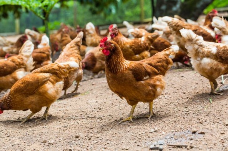 Şu An Ne Yapıyorsanız Bırakıp Yumurtaya Dair Öğrenmeniz Gereken 10 Kritik Bilgi