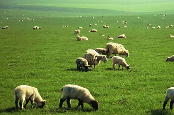 Durum Sandığınızdan Daha Ciddi: Türkiye'de Kırmızı Et Neden Pahalı?
