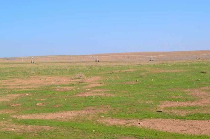 Durum Sandığınızdan Daha Ciddi: Türkiye'de Kırmızı Et Neden Pahalı?