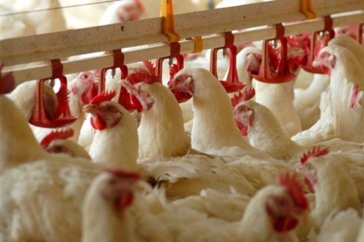 Durum Sandığınızdan Daha Ciddi: Türkiye'de Kırmızı Et Neden Pahalı?