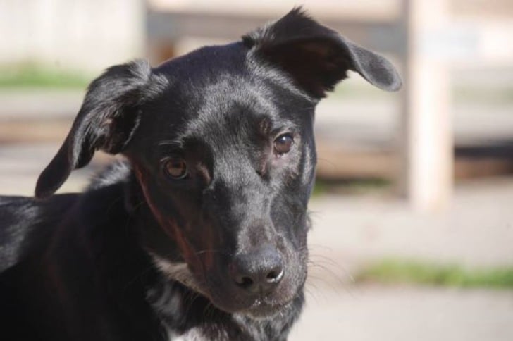 Kafedeki Köpek Sayesinde Hayata Yeniden Tutunan Kanser Hastası Kadının Hikayesi