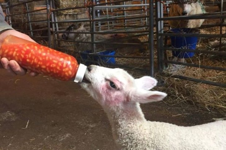 Hayatı Boyunca Bir Daha Kuru Fasulyenin Yanına Yaklaşmaması Gereken 14 İnsan