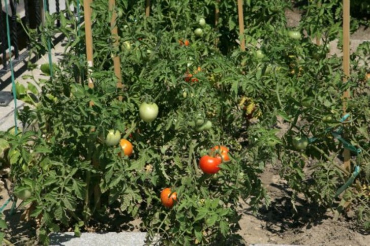 İçinizdeki Ekip Biçme Arzusunu En Doğalından Karşılayacak 8 Hobi Bahçesi