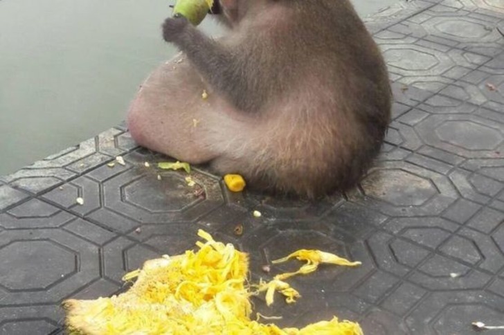 Kilolarıyla Gören Herkesi Şaşkına Çeviren Taylandlı Obez Maymun
