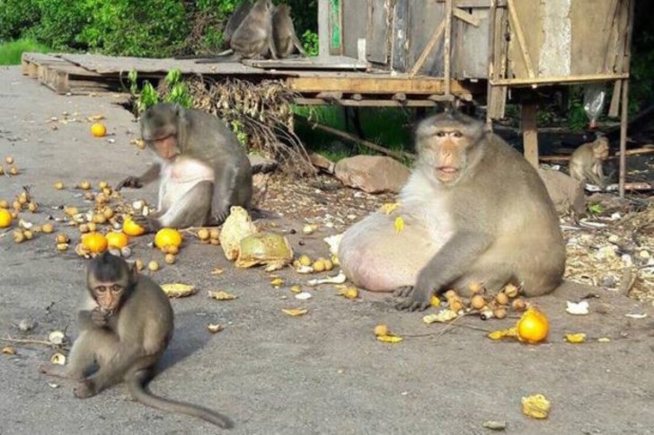 Kilolarıyla Gören Herkesi Şaşkına Çeviren Taylandlı Obez Maymun