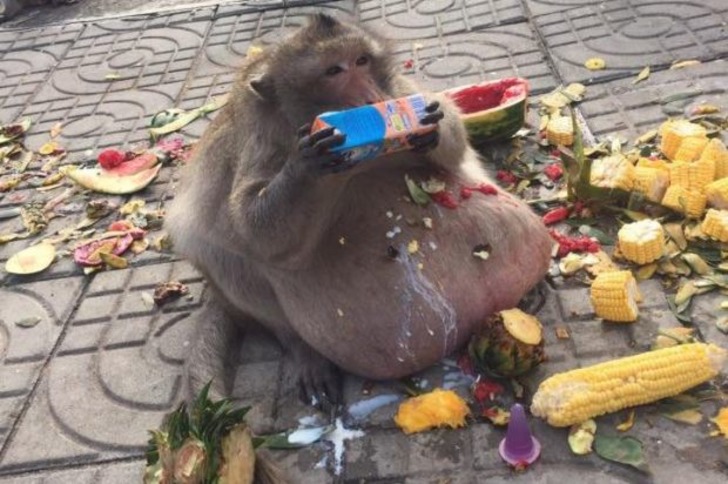 Kilolarıyla Gören Herkesi Şaşkına Çeviren Taylandlı Obez Maymun