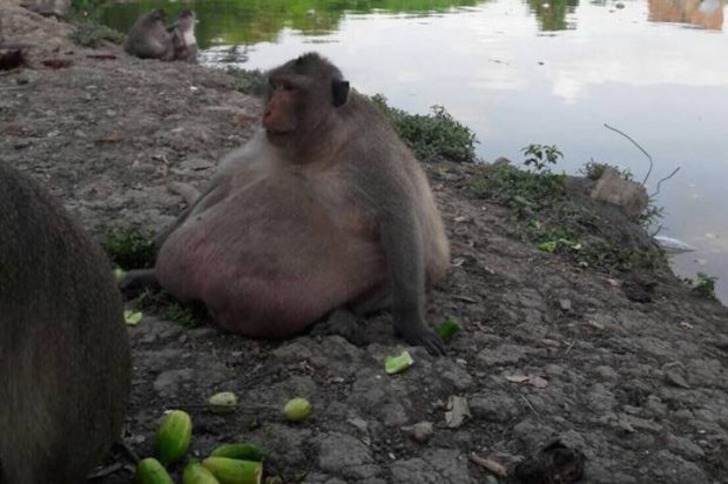 Kilolarıyla Gören Herkesi Şaşkına Çeviren Taylandlı Obez Maymun