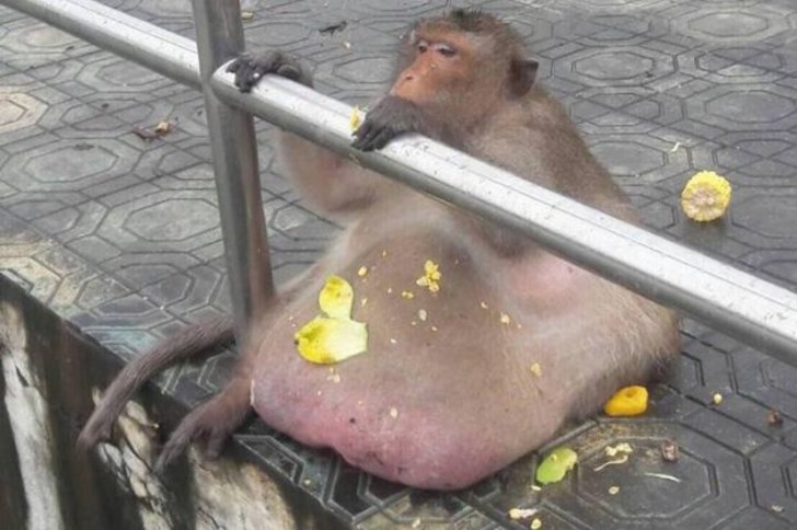 Kilolarıyla Gören Herkesi Şaşkına Çeviren Taylandlı Obez Maymun