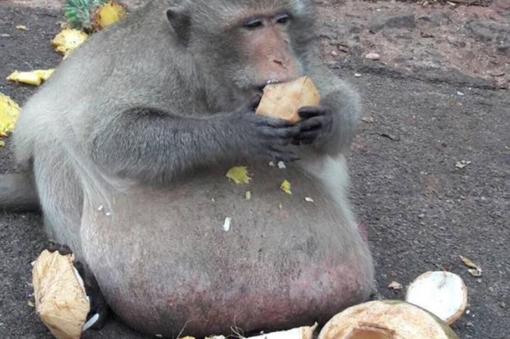 Kilolarıyla Gören Herkesi Şaşkına Çeviren Taylandlı Obez Maymun