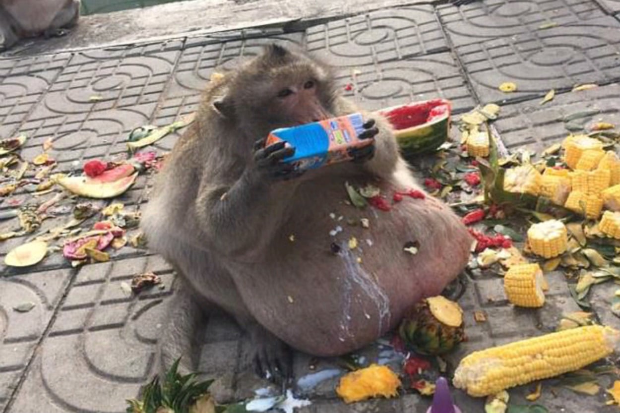 Kilolarıyla Gören Herkesi Şaşkına Çeviren Taylandlı Obez Maymun