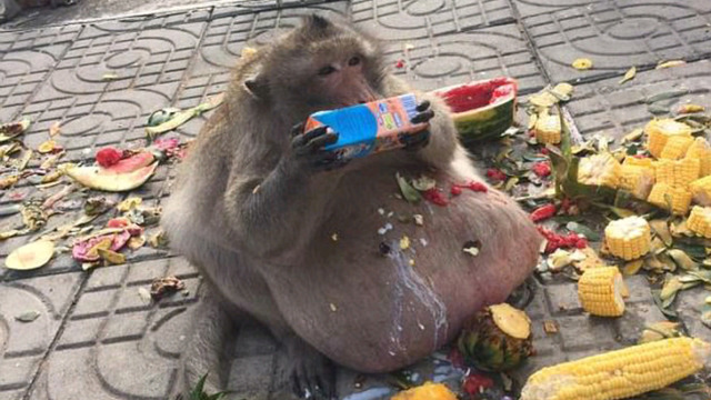Kilolarıyla Gören Herkesi Şaşkına Çeviren Taylandlı Obez Maymun
