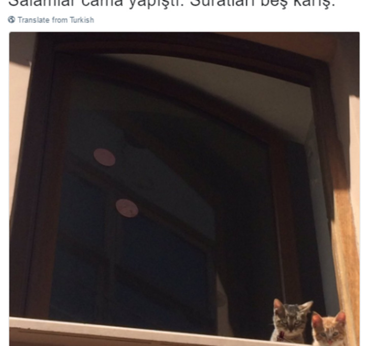 Söz Konusu Yemek Olduğunda Başı Kedilerle Tatlı Bir Belada Olan 12 Kişi