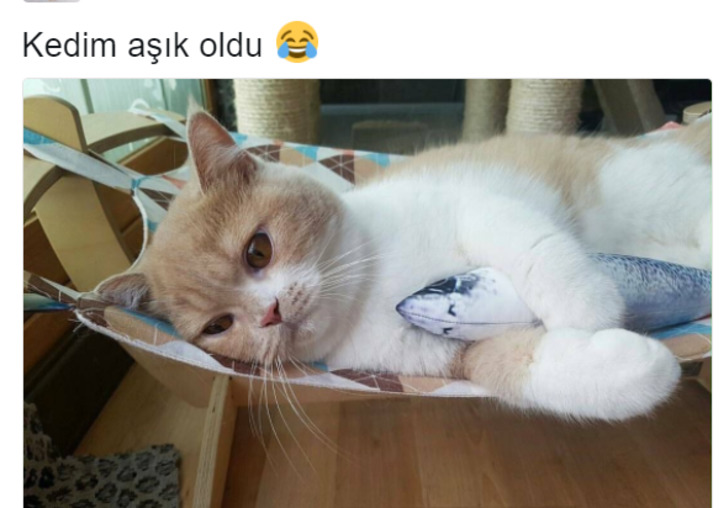 Söz Konusu Yemek Olduğunda Başı Kedilerle Tatlı Bir Belada Olan 12 Kişi