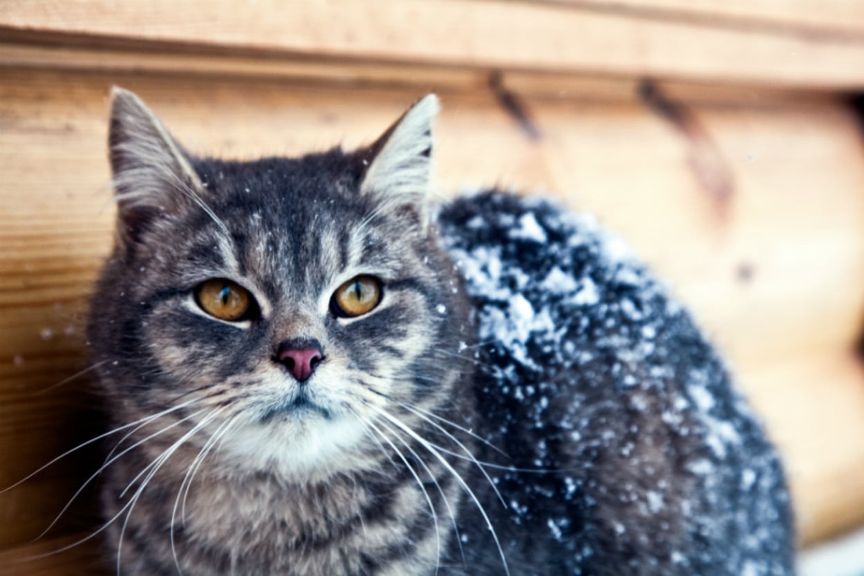 Sokaktaki Minik Dostlarımız İçin Evde Hazırlanabilir Kedi ve Köpek Mamaları