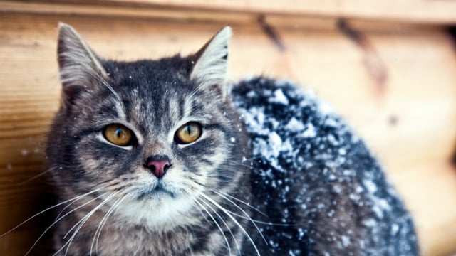 Sokaktaki Minik Dostlarımız İçin Evde Hazırlanabilir Kedi ve Köpek Mamaları