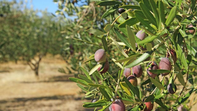 Yaşamı Köklerinde Büyüten Ölmez Ağaç: Zeytin Ağaçları Hakkında Bilmeniz Gerekenler
